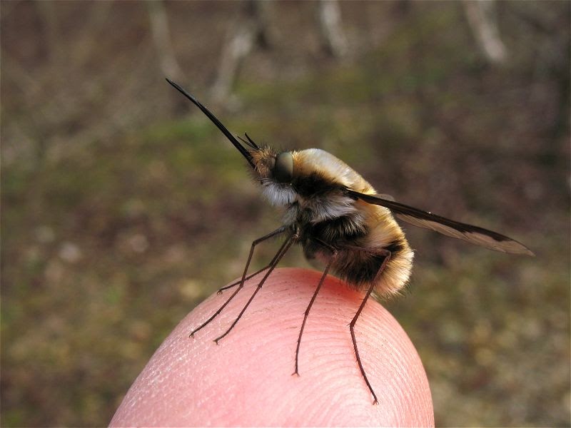 Bee fly. Fox-furred Bee-Fly.