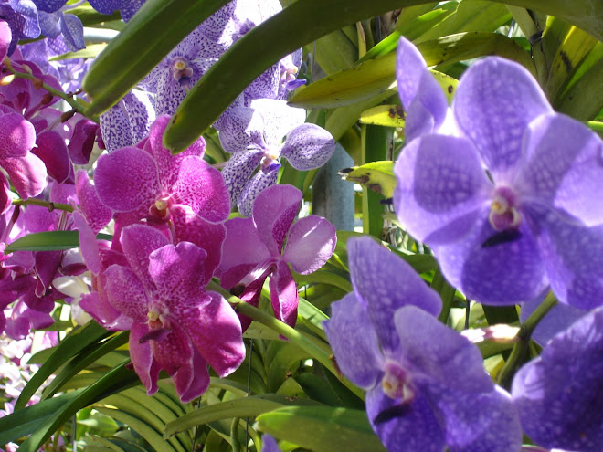 Orchid Farm, Chiang Mai
