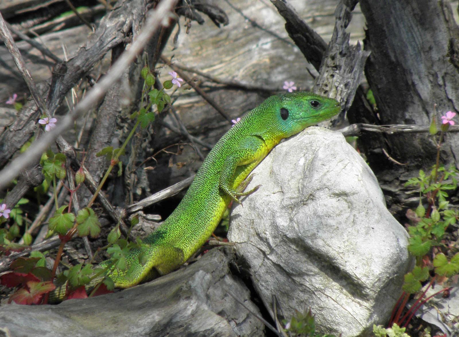 Wild Hellenic Nature Τρανόσαυρα Lacerta trilineata