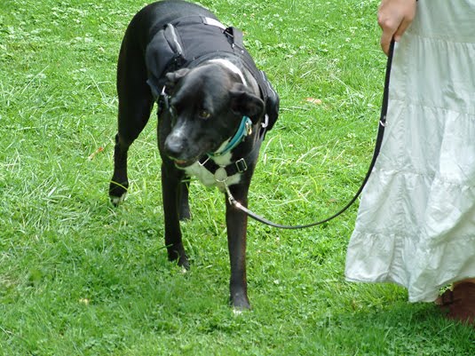 [Loose-Leash-Walking-Lily.jpg]