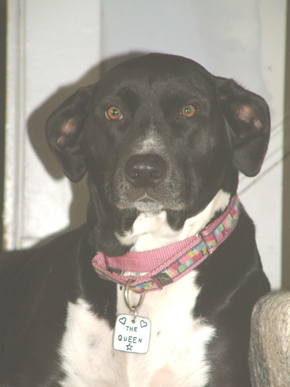 [LilyFetchingTag+copy.jpg]