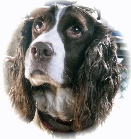 [Bean-on-Lily's-Last-Day.jpg]