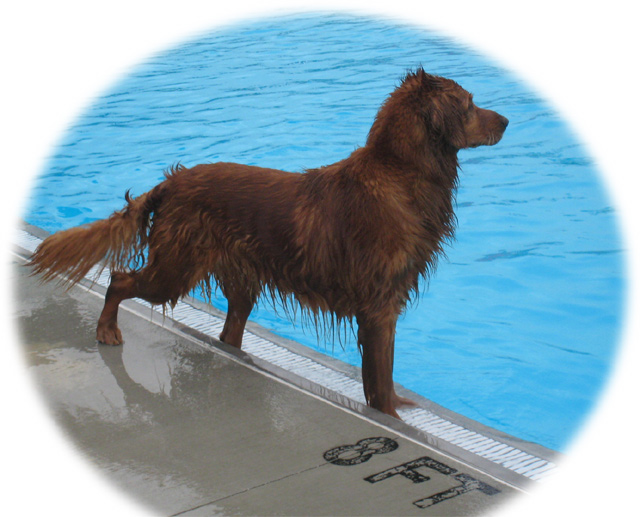 [GoldenHappyPoolDay.jpg]