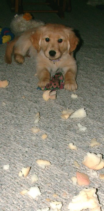 [Piper'destructo'.jpg]