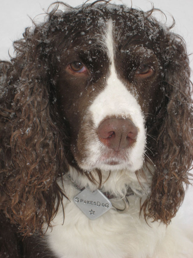 [BeanSpokesDogScruffSnow.jpg]