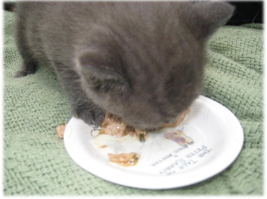 [Sister-Meets-Food,-Likes-Food.jpg]