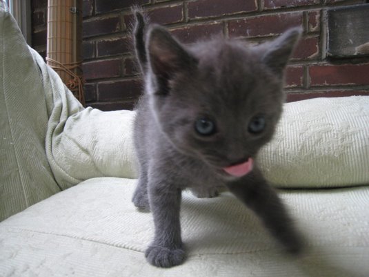 [Sister-CrazyTongue.jpg]