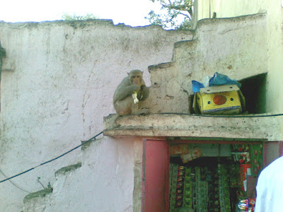 A monkey at the Govind Devji Temple, Jaipur