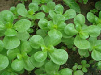 [ms-hastalıgı.jpg]