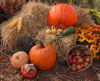 [autumn+pumpkins.jpeg]