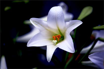 [consider-the-lilies.jpg]