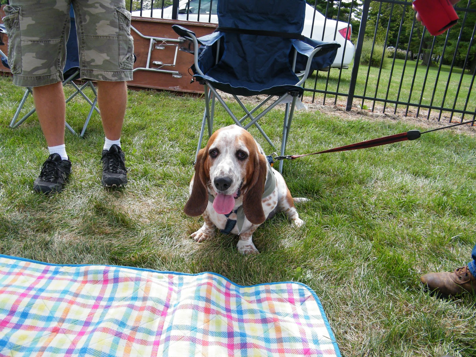 HoundDogMom Sunday Illinois Basset Waddle 2010