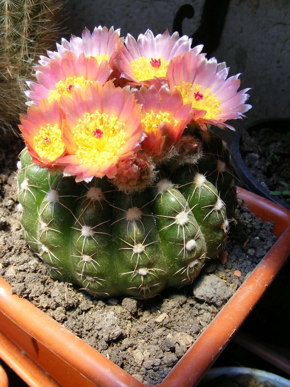 CACTUS: Ayer hizo muy buen día y varios cactus abrieron sus flores...