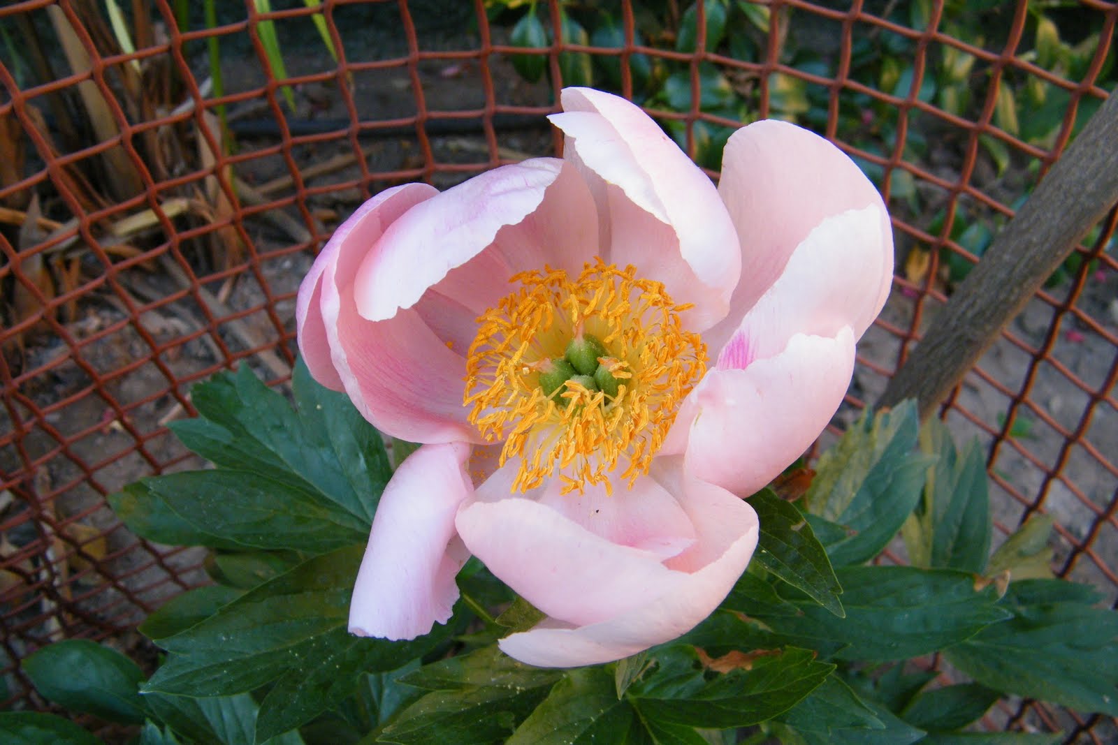 Una simple flor me da vida.: El te de la vida....