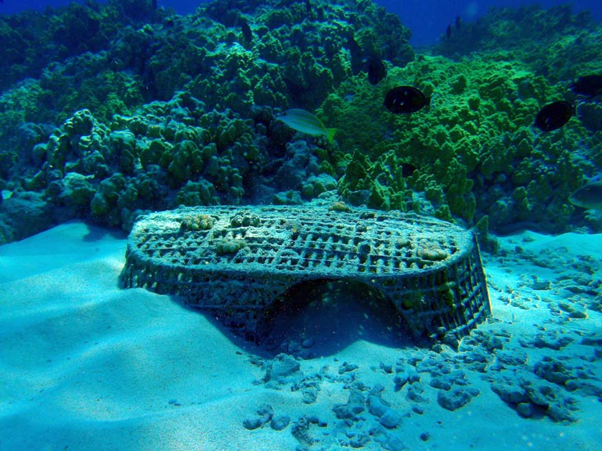 Tern Island Times Disappearing Island and Visitors