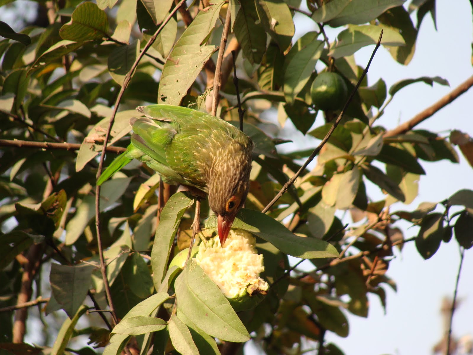 India Garden Cute Nibblers