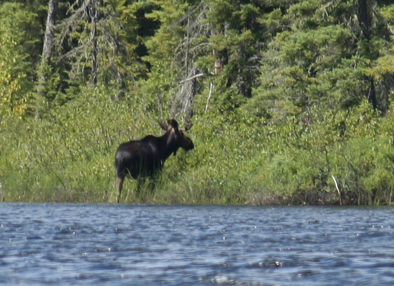 [moose.JPG]