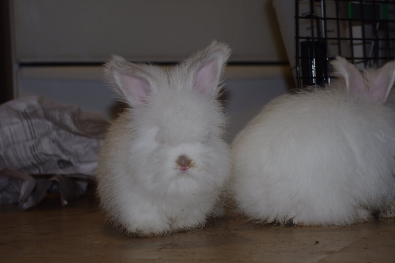 HeartSong Farms: Multiplying like, well...Rabbits.