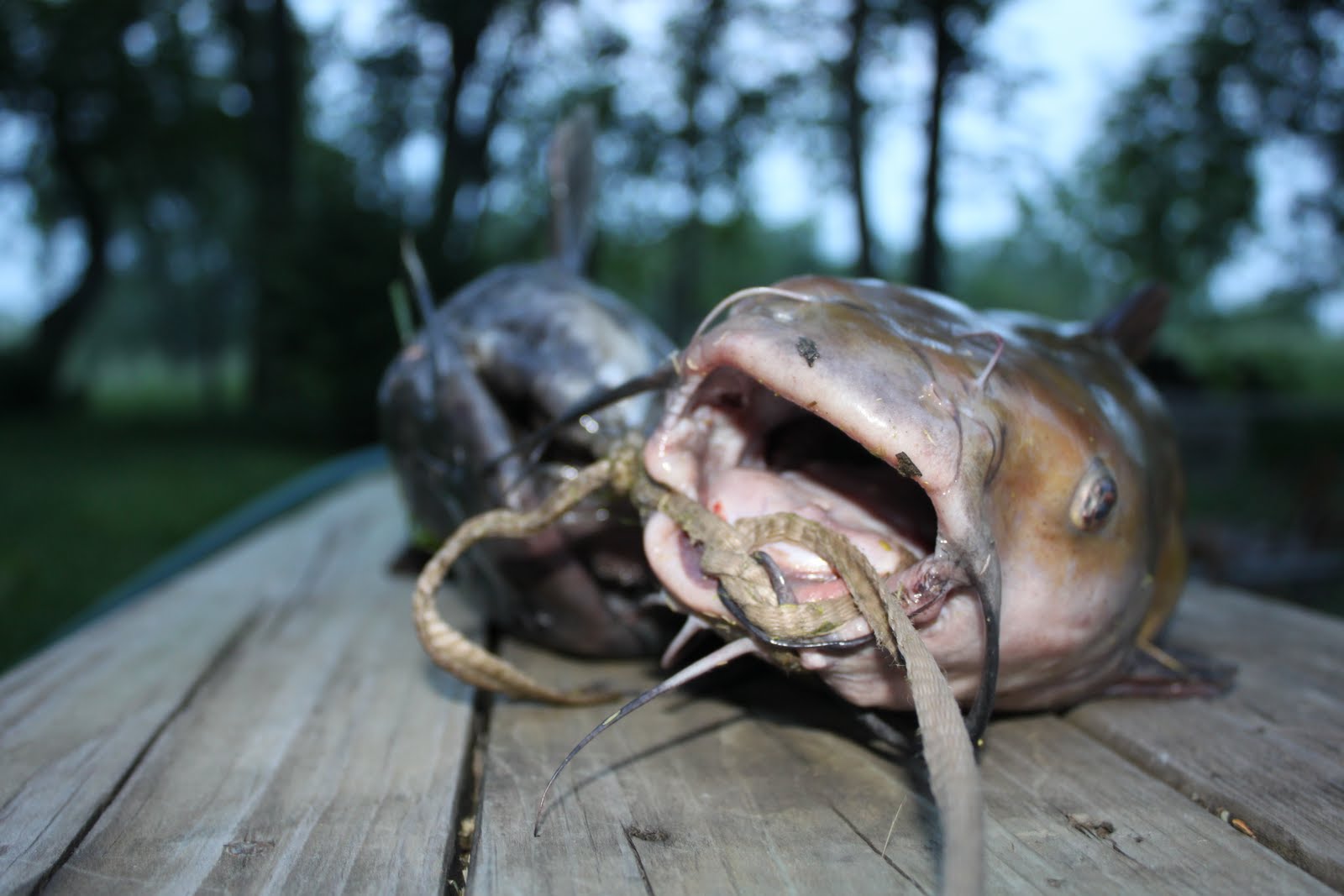 The Rogers Blog Catfish