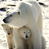 Η ανόδος της θερμοκρασίας σκοτώνει τις πολικές αρκούδες