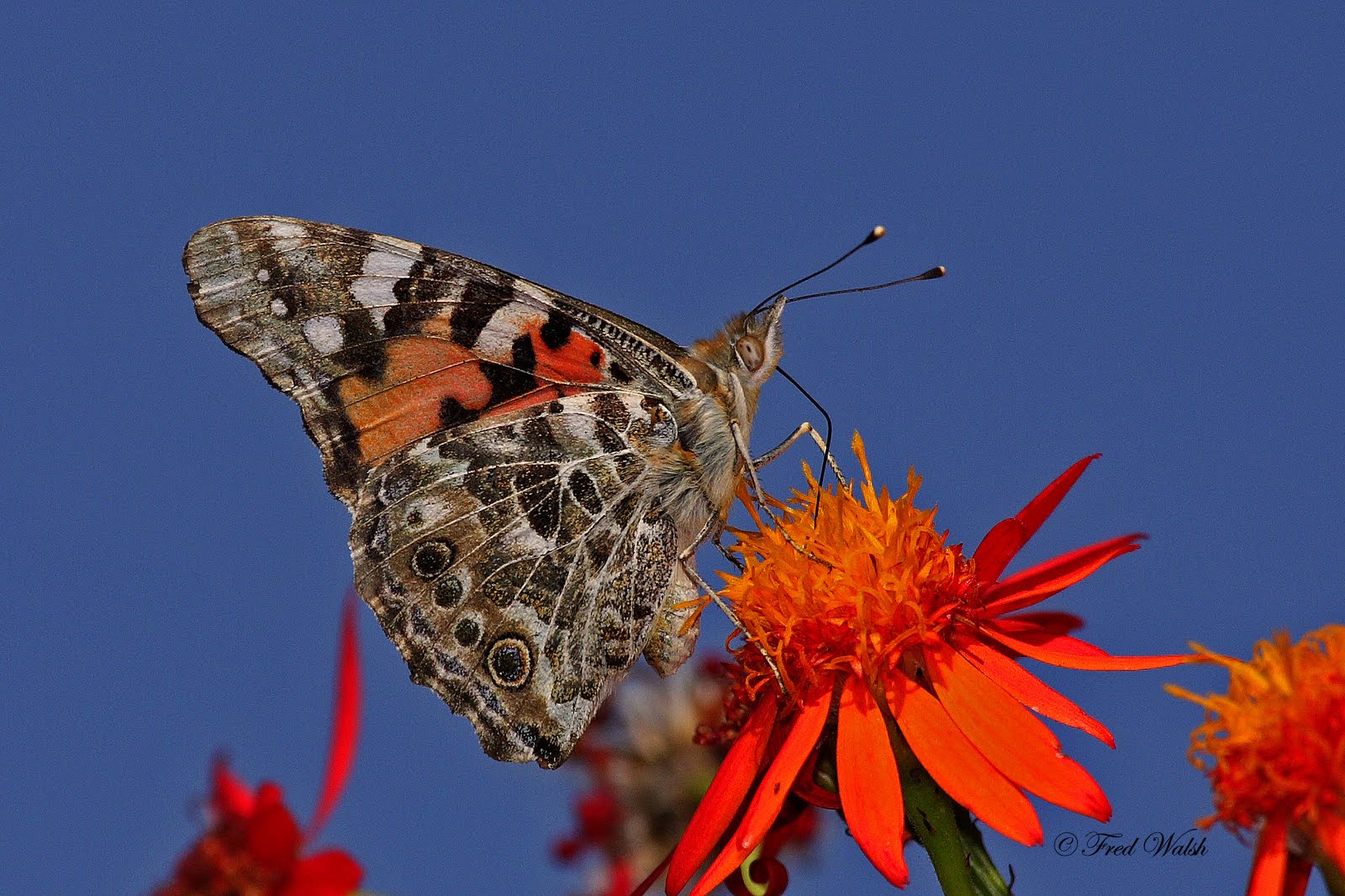 fred walsh photos: Painted Lady