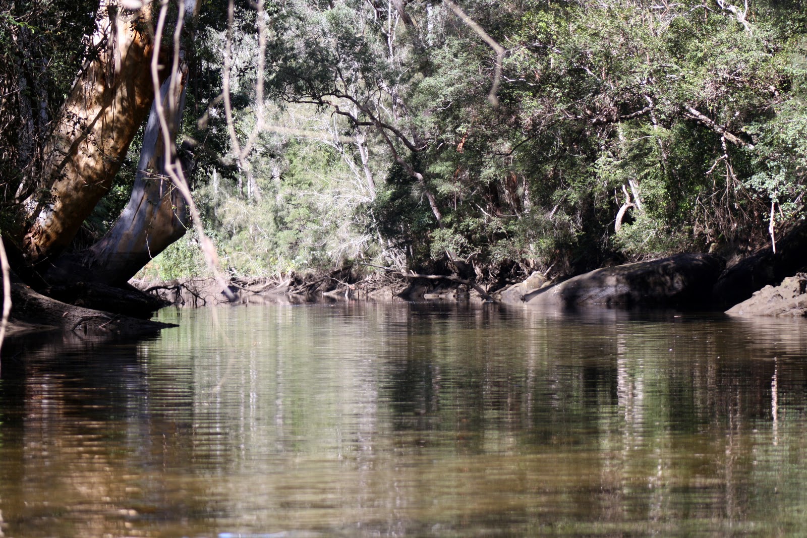 ROCK'S ADVENTURES CENTRAL COAST Mooney Mooney Creek kayak 18