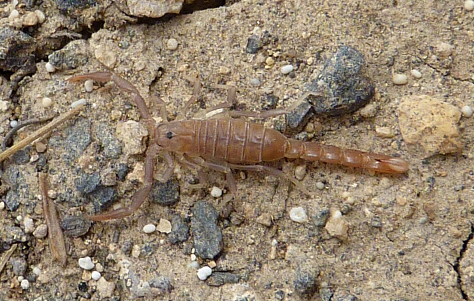 keep creative scorpion, northern utah