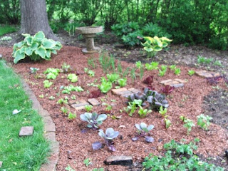 Mutiny In The Garden Working With Cocoa Bean Mulch