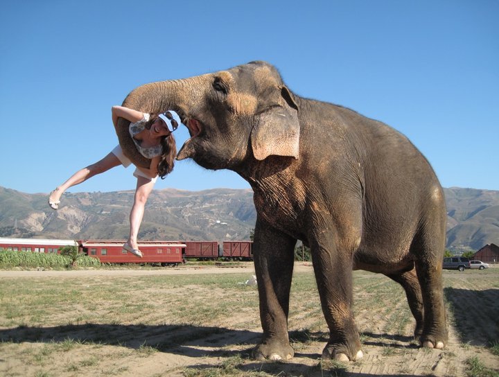 elephant lifting tourist into the air