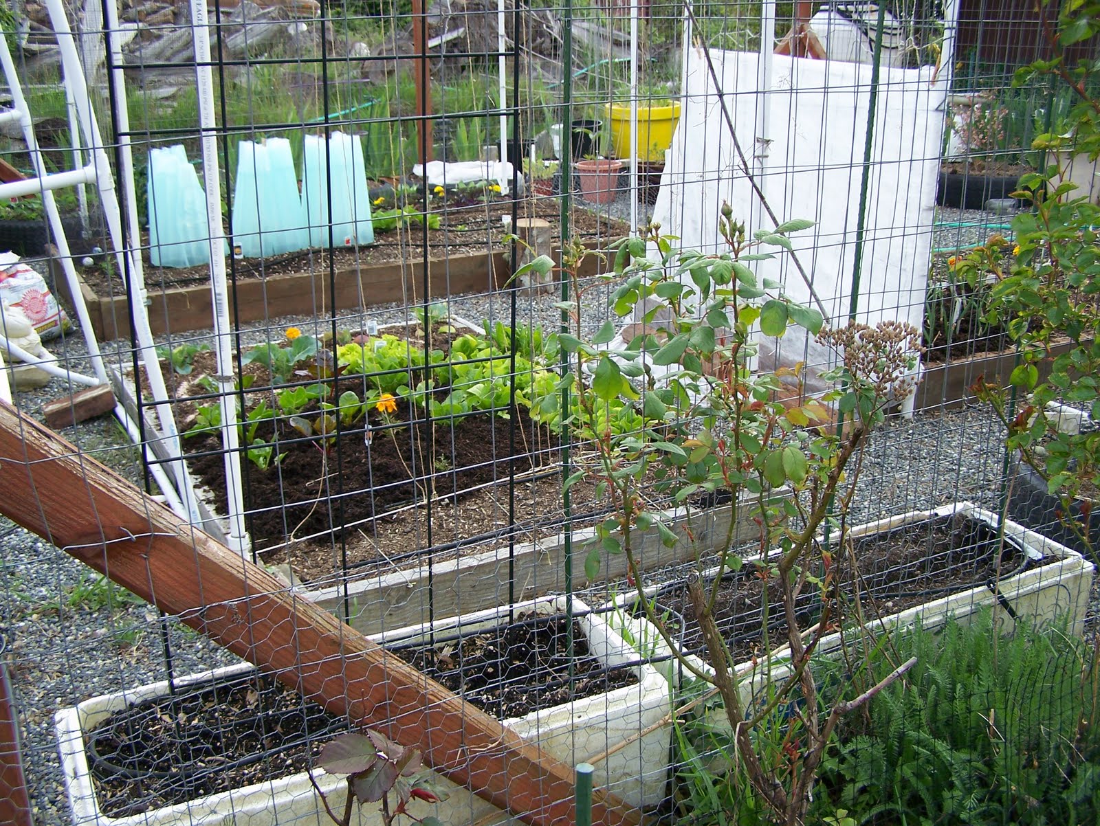 KeeWee's Garden: My fenced deer proof vegetable garden