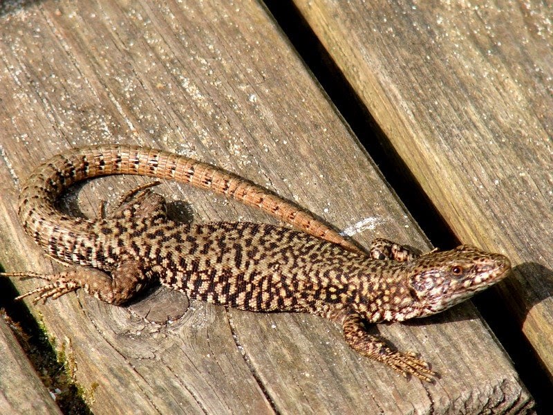 Photos Daniel: LEZARD