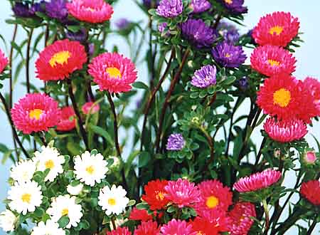 Betsy's Bloomers: Aster: September Flower of the Month