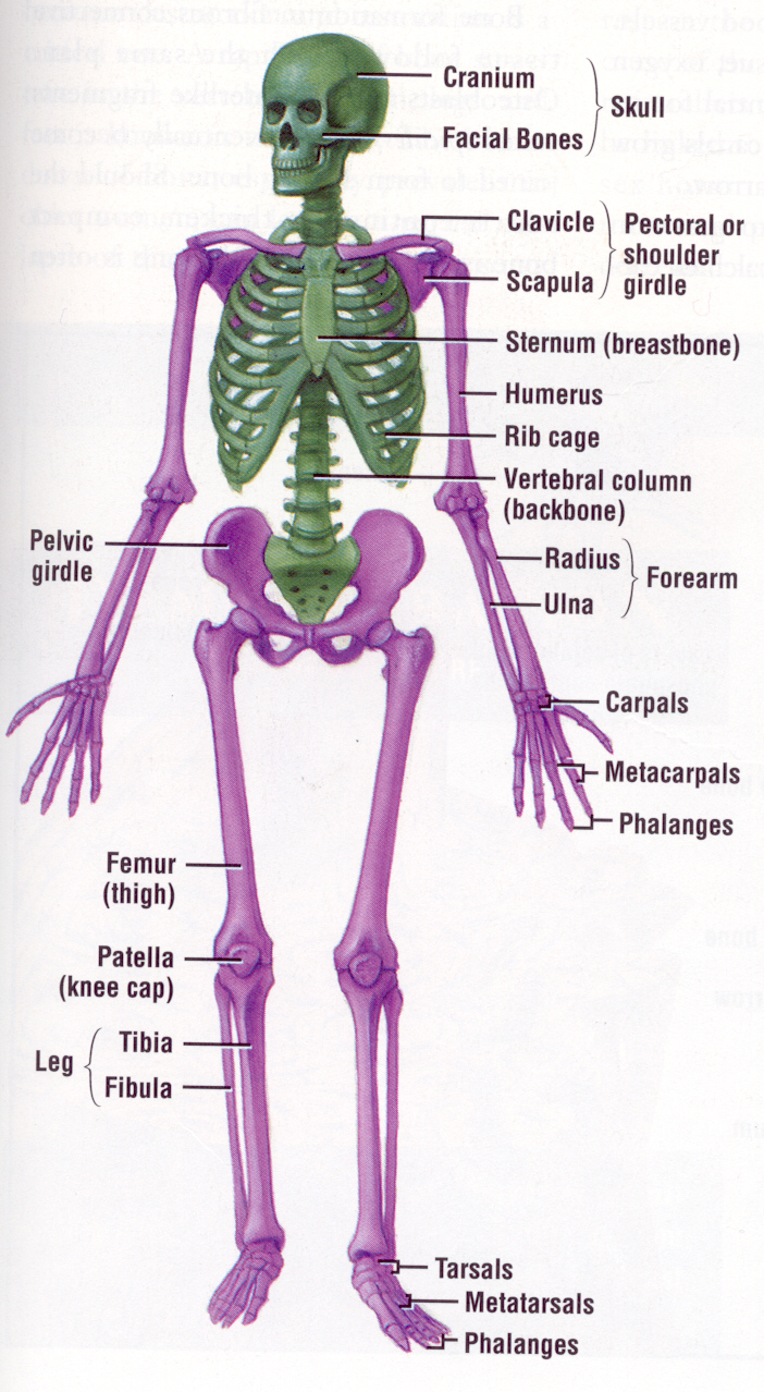 your-online-doctor-human-skeletal-system