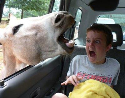 [Image: funny+kids+with+animals022_.jpg]