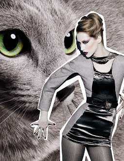 MAC Fabulous Felines - Palace Pedigreeed MAC Fabulous Felines - Palace Pedigreeed