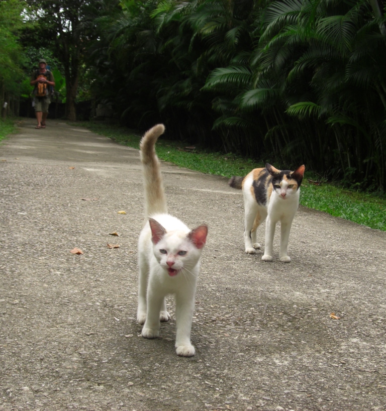 Кошки в тайланде