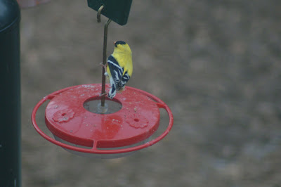 Colvin Run Habitat: Chickadee and Goldfinch Visit Hummingbird Feeder