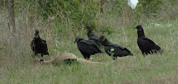 texas vultures run