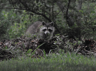 Colvin Run Habitat: Evening Raccoons