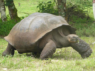 landschildpad.JPG