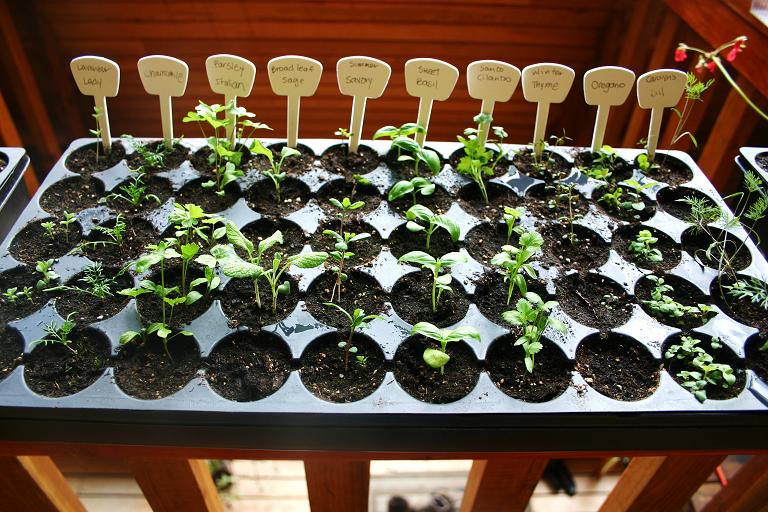 Indoor & Outdoor Gardening in Montana: April 2010