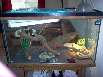 bearded-dragon-screen-cage