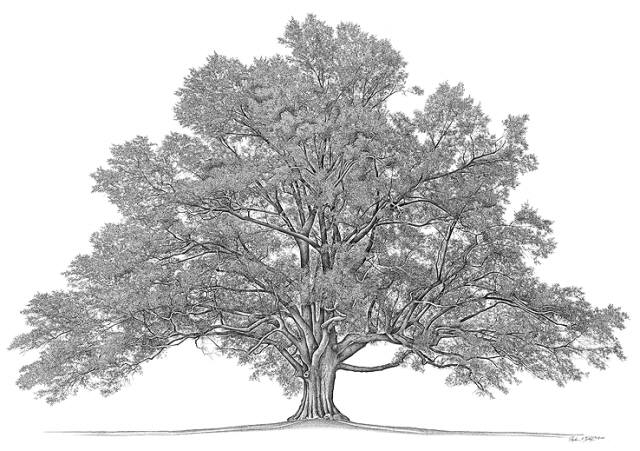 What does your family tree look like?