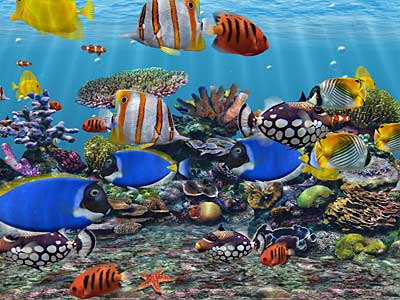 Shollu Alan Nabi Memelihara Ikan Hias Air Laut Info Dasar
