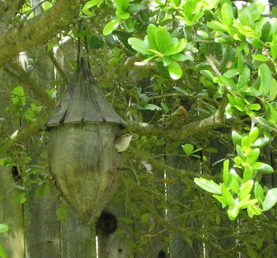 Wren in Acorn House