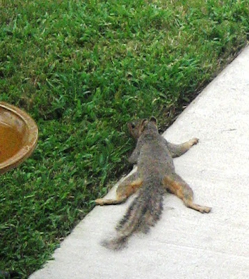 Relaxing Squirrel