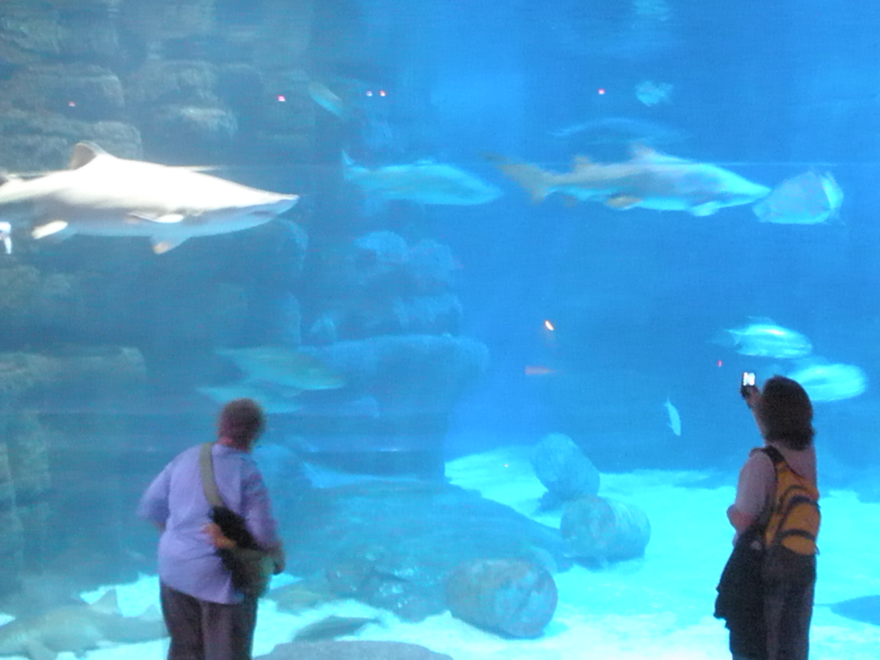 Merle's Whirls VIRGINIA BEACH AQUARIUM