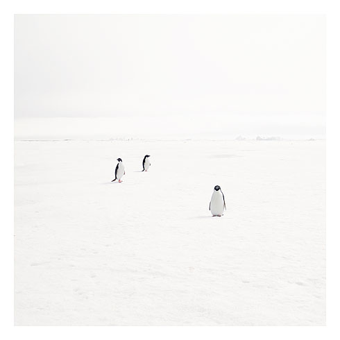 [53_adeli+penguins+on+fast+ice.jpg]