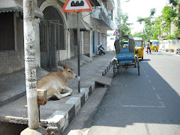 Cow just chilling on the sidewalk