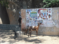 Goats eating posters